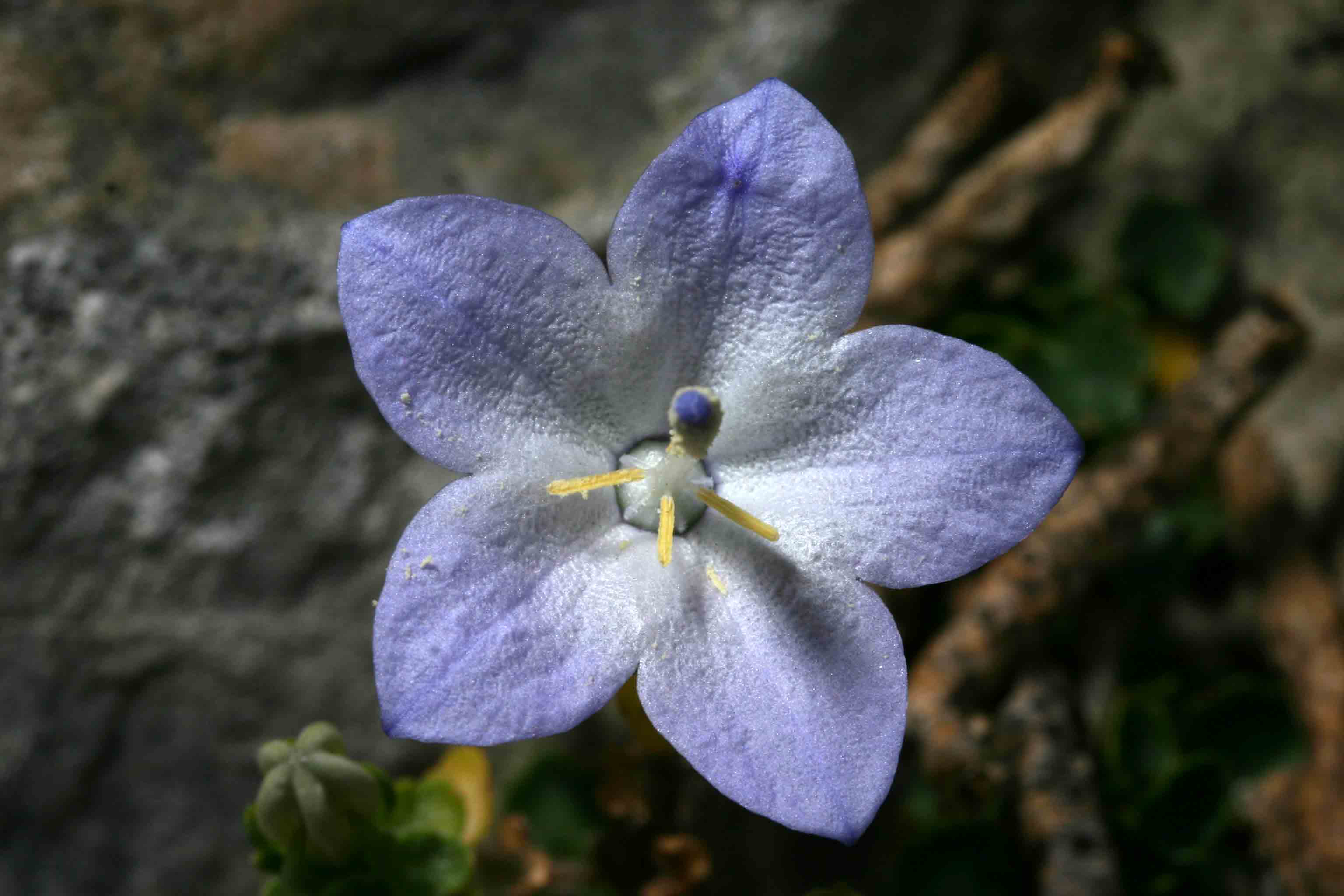 Campanula fragilis subsp. cavolinii / Campanula di Cavolini